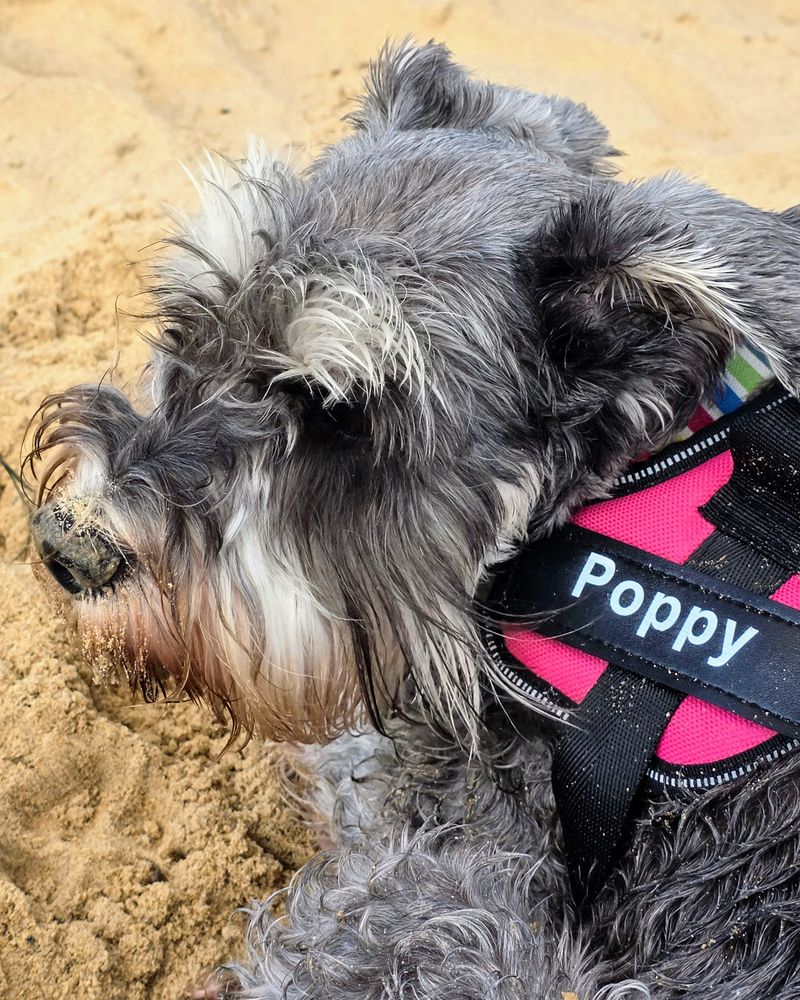 Poppy the miniature schnauzer, Chief Price Auditor at PetSavings